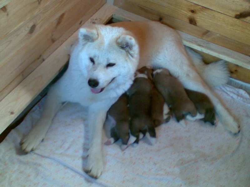 maminka a štěňátka (mother and puppies)